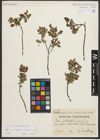 Foto von Salix myrtilloides L. x Salix repens L.